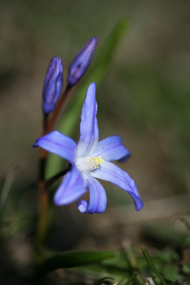 Blue
Cebulica - [i]Scilla sp.[/i]
Słowa kluczowe: kwiat,niebieski