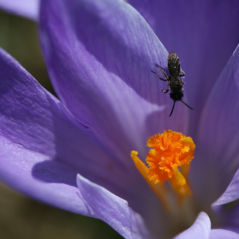 Krokus z owadem
Słowa kluczowe: owad,kwiat,fioletowy,wiosna