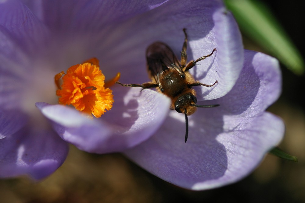 Krokus z owadem
Słowa kluczowe: owad,kwiat,fioletowy,wiosna