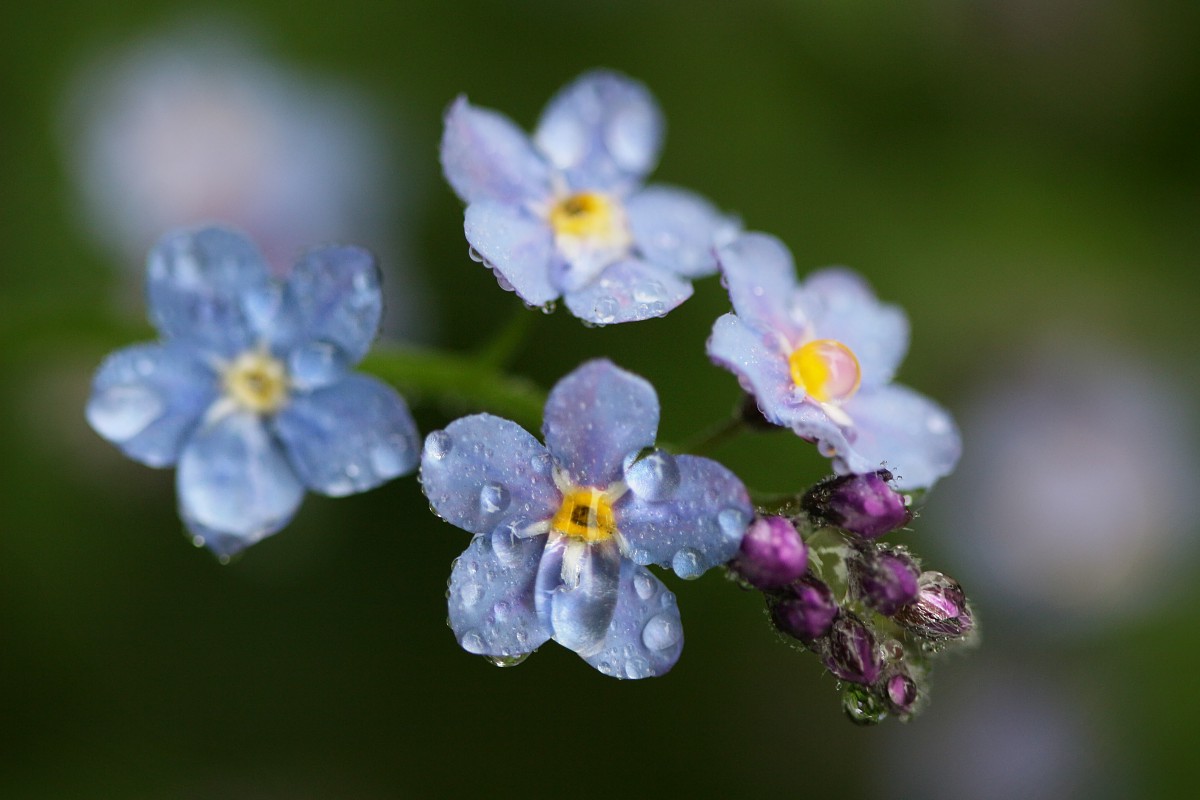 Niezapominajka
[i]Myosotis sp.[/i]
Deszczowo
Słowa kluczowe: kwiat,niebieski