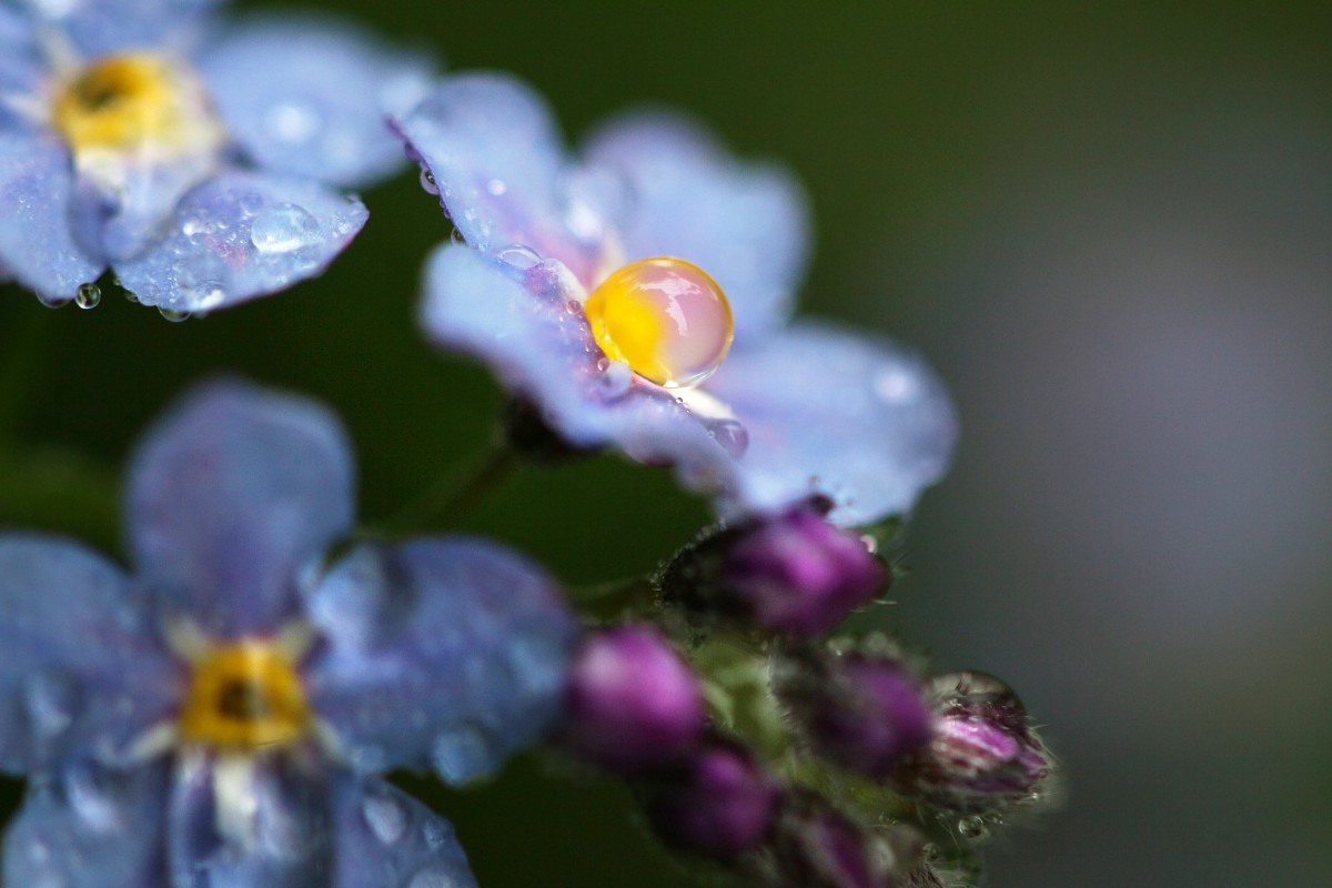Niezapominajka
[i]Myosotis sp.[/i]
Deszczowo
Słowa kluczowe: kwiat,niebieski