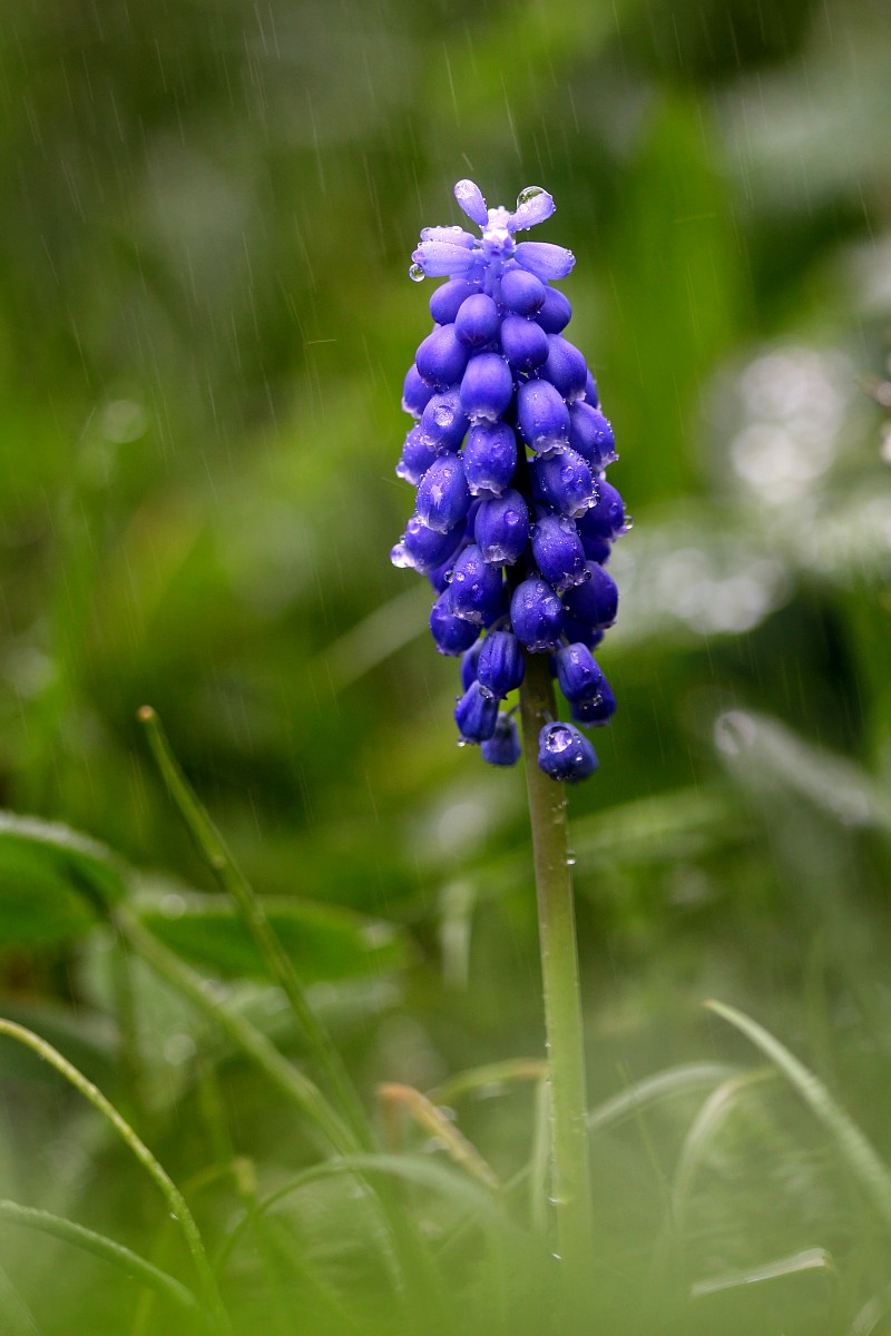 Szafirek
[i]Muscari sp.[/i]
Deszczowo
Słowa kluczowe: kwiat,zielony,niebieski