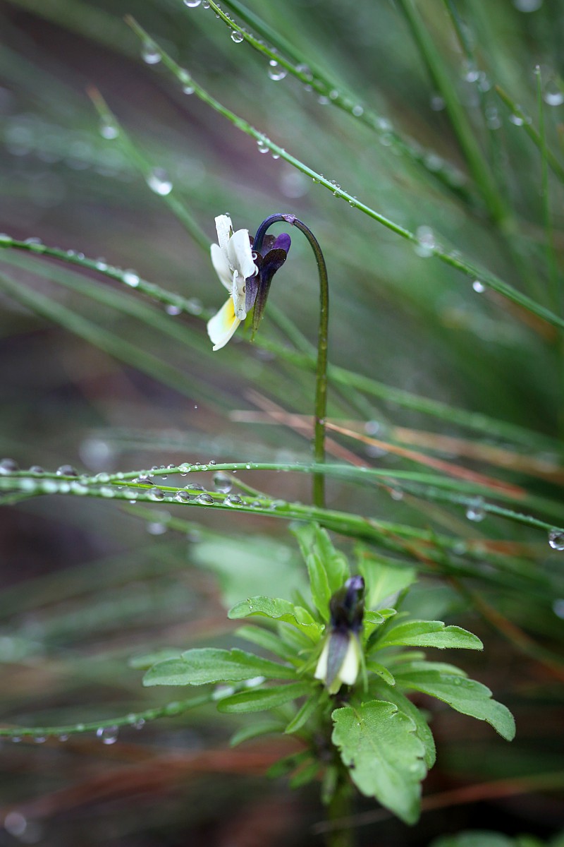 Fiołek
[i]Viola sp.[/i]
Deszczowo
Słowa kluczowe: kwiat,zielony
