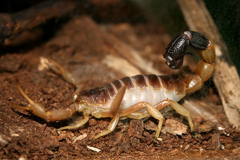 Skorpion
Słowa kluczowe: owad