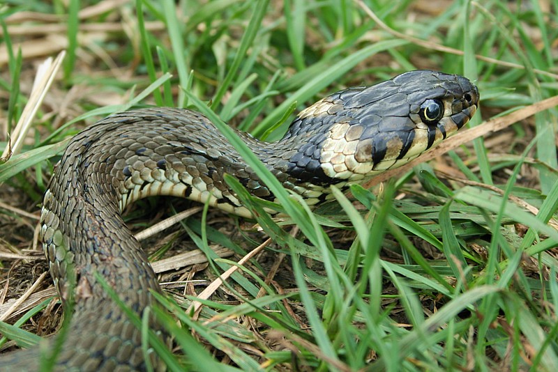 Zaskroniec zwyczajny
[i]Natrix natrix[/i]
Słowa kluczowe: wąż,gad