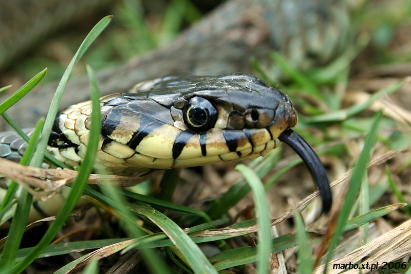 Zaskroniec zwyczajny
[i]Natrix natrix[/i]
Słowa kluczowe: wąż,gad