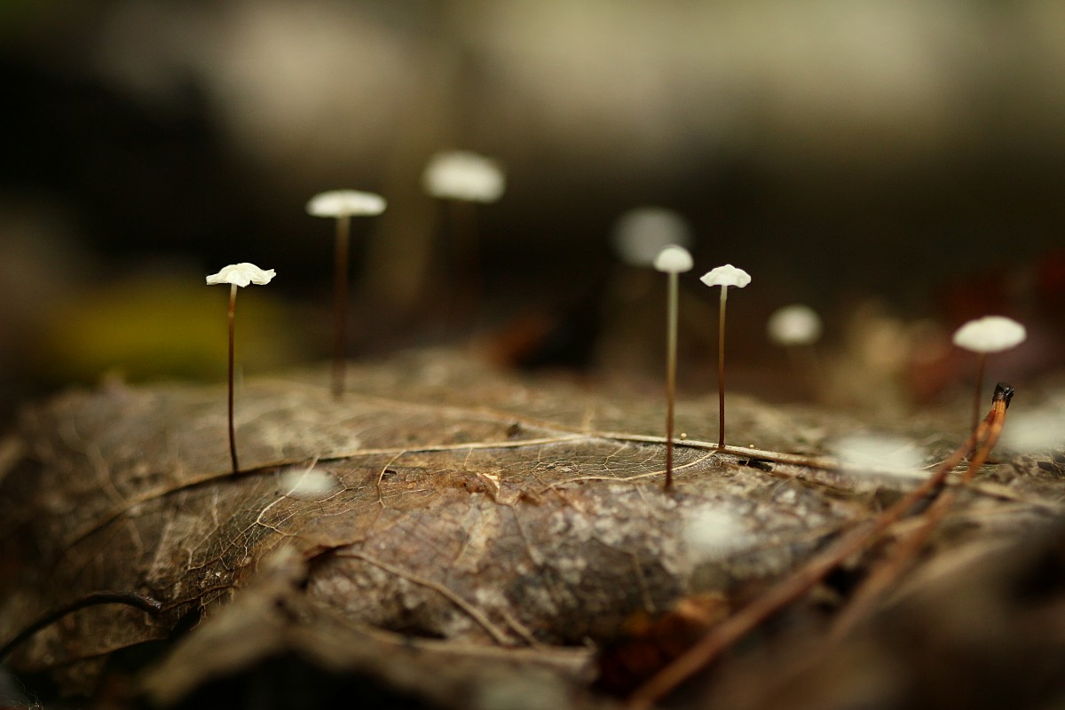 Twardzioszek liściolubny
[i]Marasmius epiphyllus[/i]
Słowa kluczowe: grzyb,las,brązowy