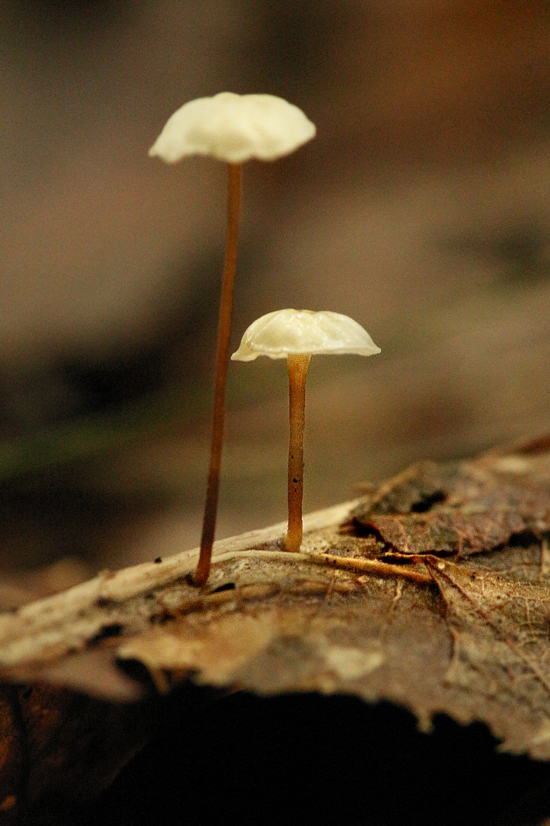 Twardzioszek liściolubny
[i]Marasmius epiphyllus[/i]
Słowa kluczowe: grzyb,liść,brązowy