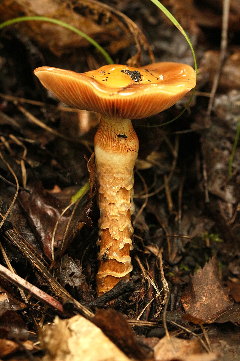 Zasłoniak pospolity
[i]Cortinarius trivialis[/i]
Słowa kluczowe: grzyb,pomarańczowy,las