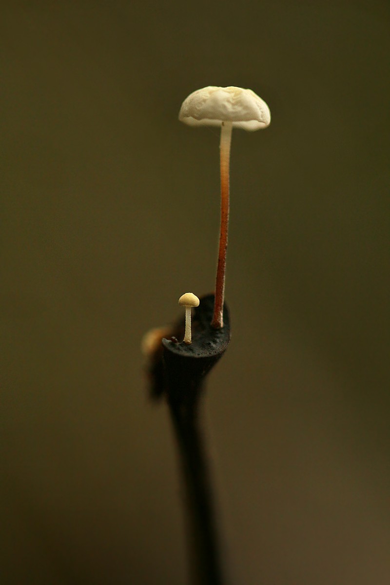 Twardzioszek nalistny
[i]Marasmius bulliardii[/i]
Słowa kluczowe: grzyb,brązowy