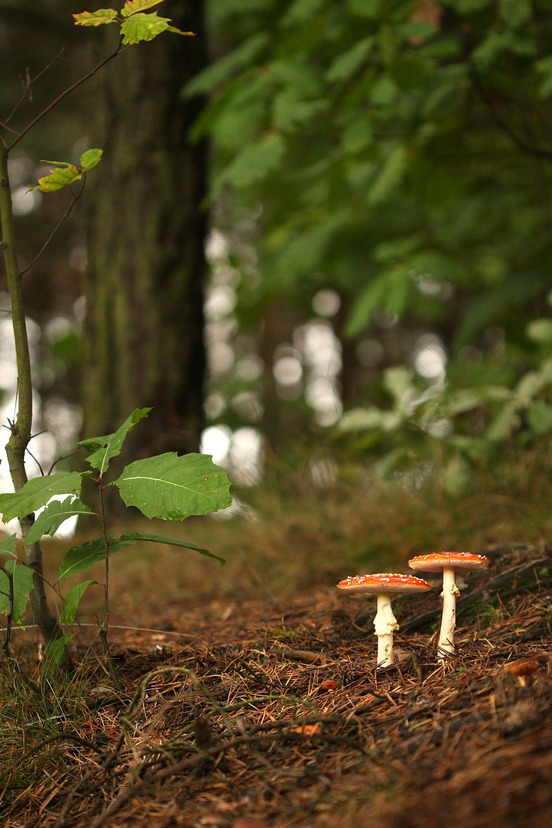 Muchomor czerwony
[i]Amanita muscaria[/i]
Słowa kluczowe: grzyb,las