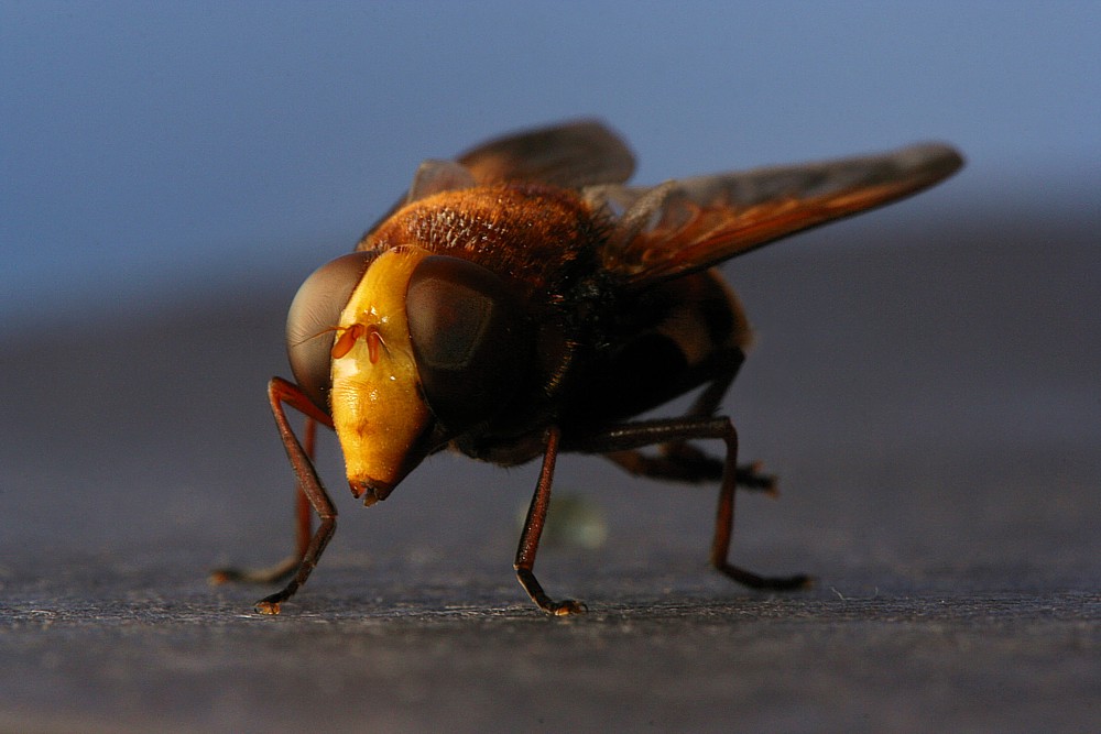Największy krajowy bzyg
[i]Volucella zonaria[/i]
Słowa kluczowe: owad,mucha
