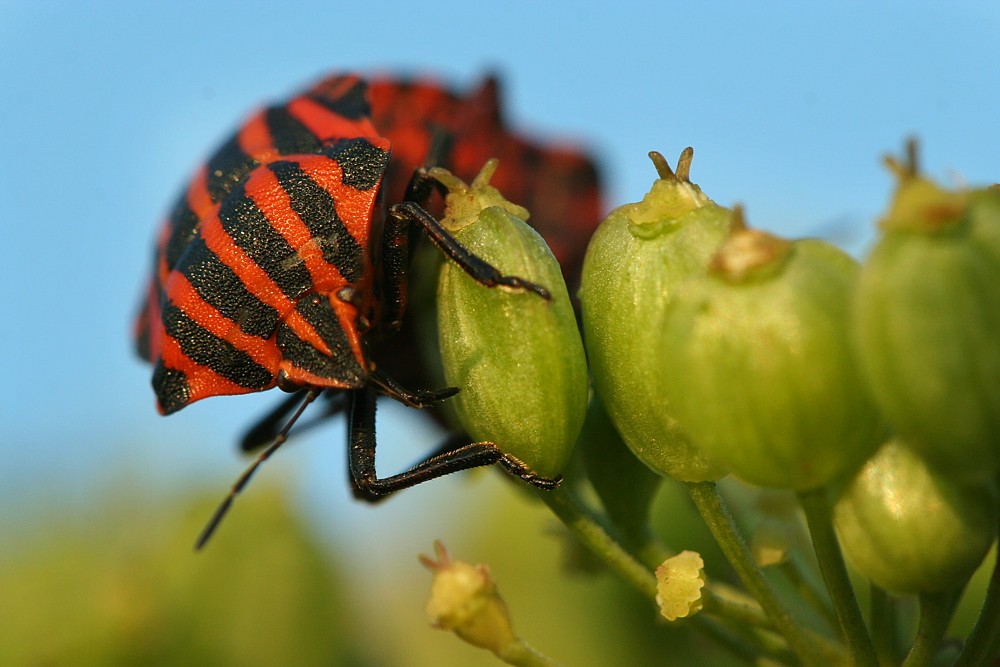 Strojnica baldaszkówka
[i]Graphosoma lineatum[/i]
Słowa kluczowe: owad,pluskwiak