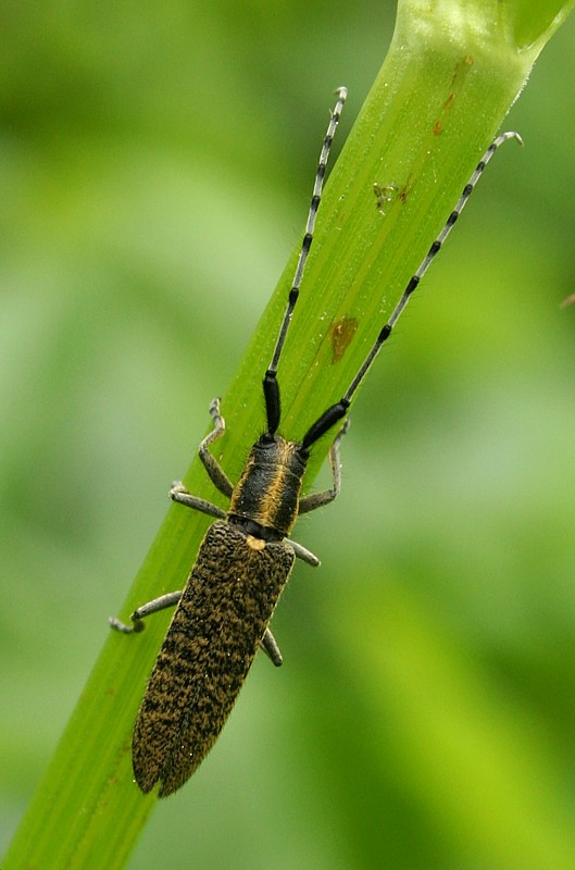 Zgrzytnica zielonawa
[i]Agapanthia villosoviridescens[/i]
Słowa kluczowe: owad,chrząszcz