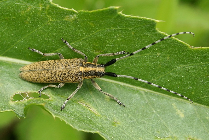 Zgrzytnica zielonawa
[i]Agapanthia villosoviridescens[/i]
Słowa kluczowe: owad,chrząszcz