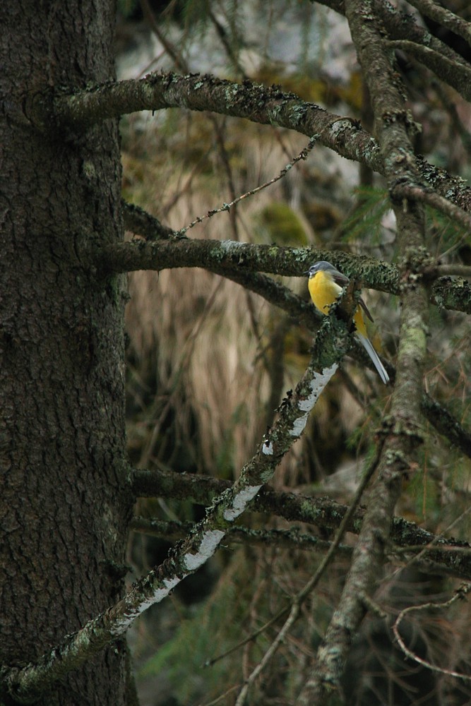 Pliszka górska
[i]Motacilla cinerea[/i]
Tatry 2013
