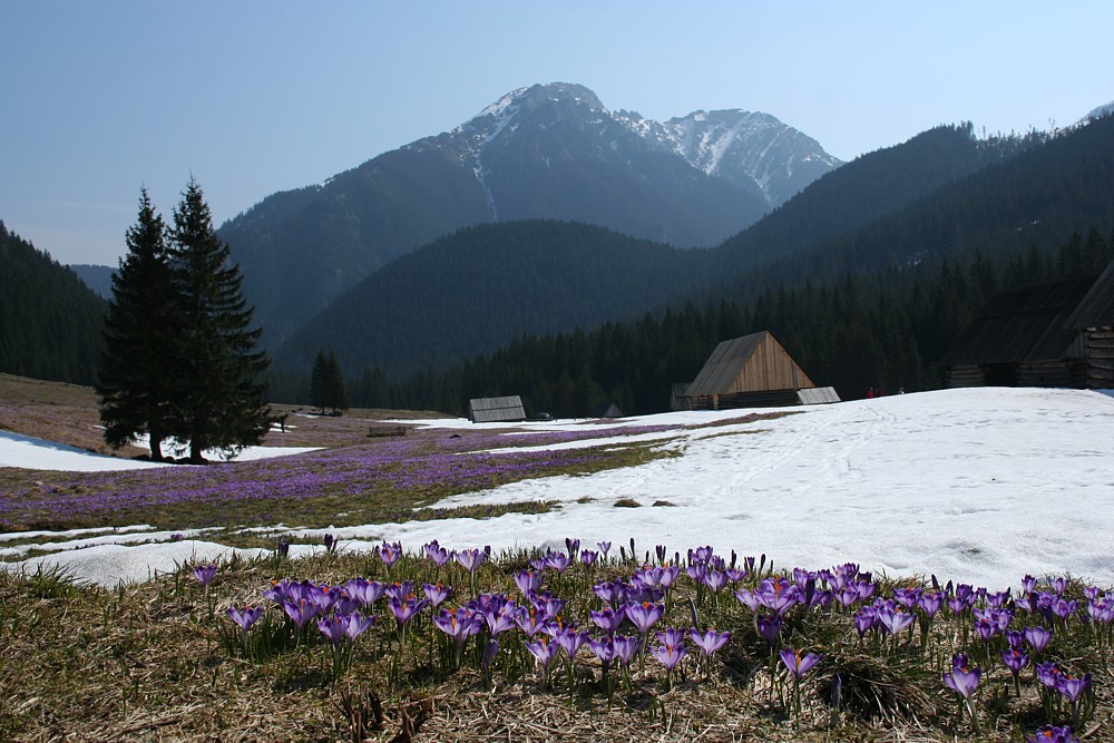 Dolina Chochołowska
Tatry 2013
