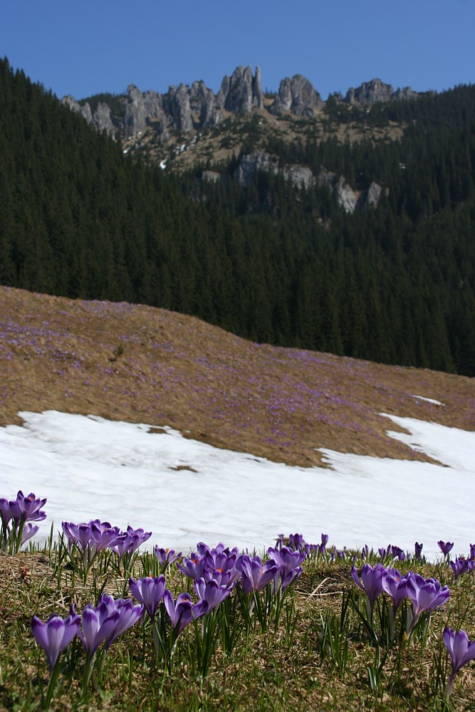 Dolina Chochołowska
Tatry 2013
