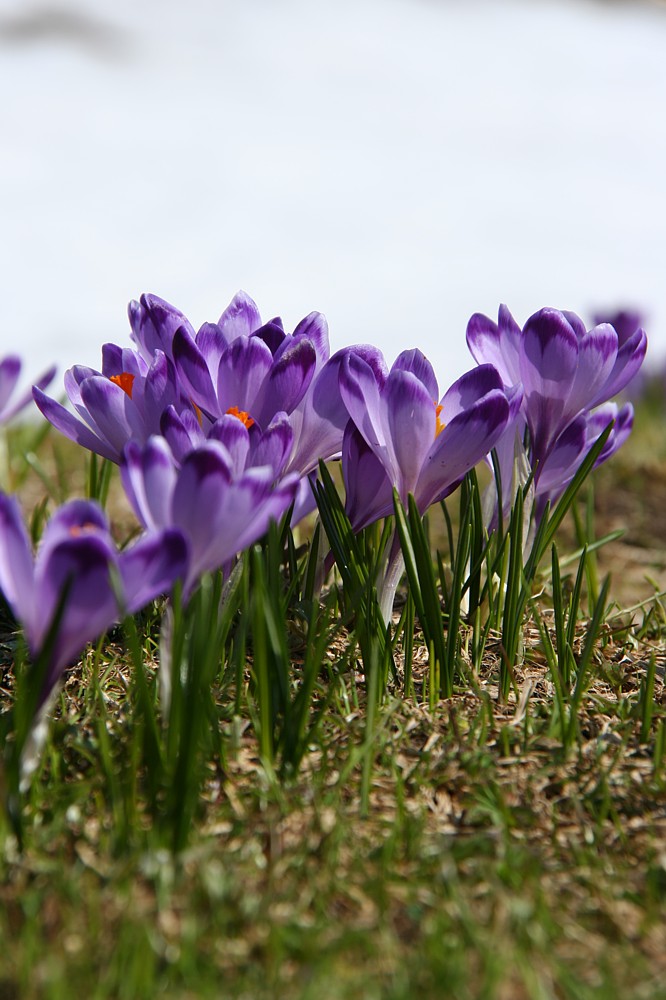 Krokusy
Szafran spiski
[i]Crocus scepusiensis[/i]
Dolina Chochołowska, Tatry 2013
