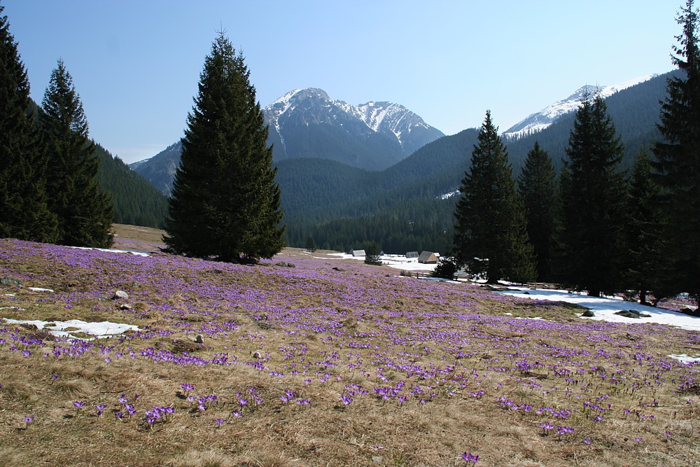 Dolina Chochołowska
Tatry 2013
