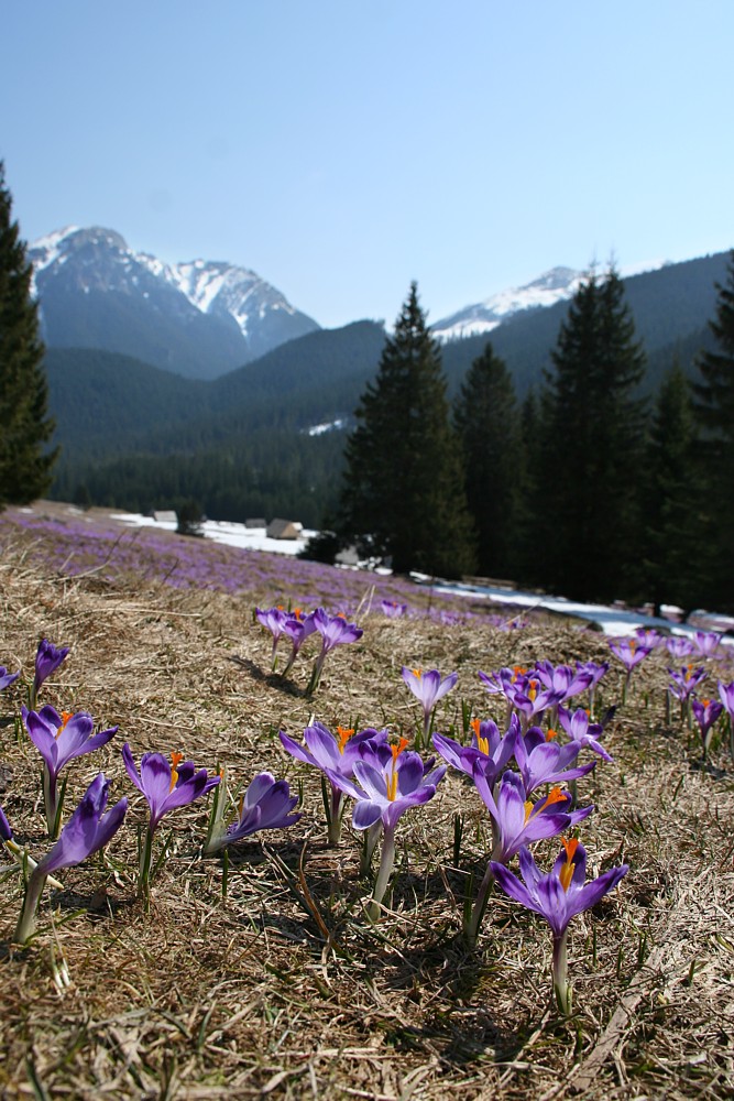 Dolina Chochołowska
Tatry 2013
