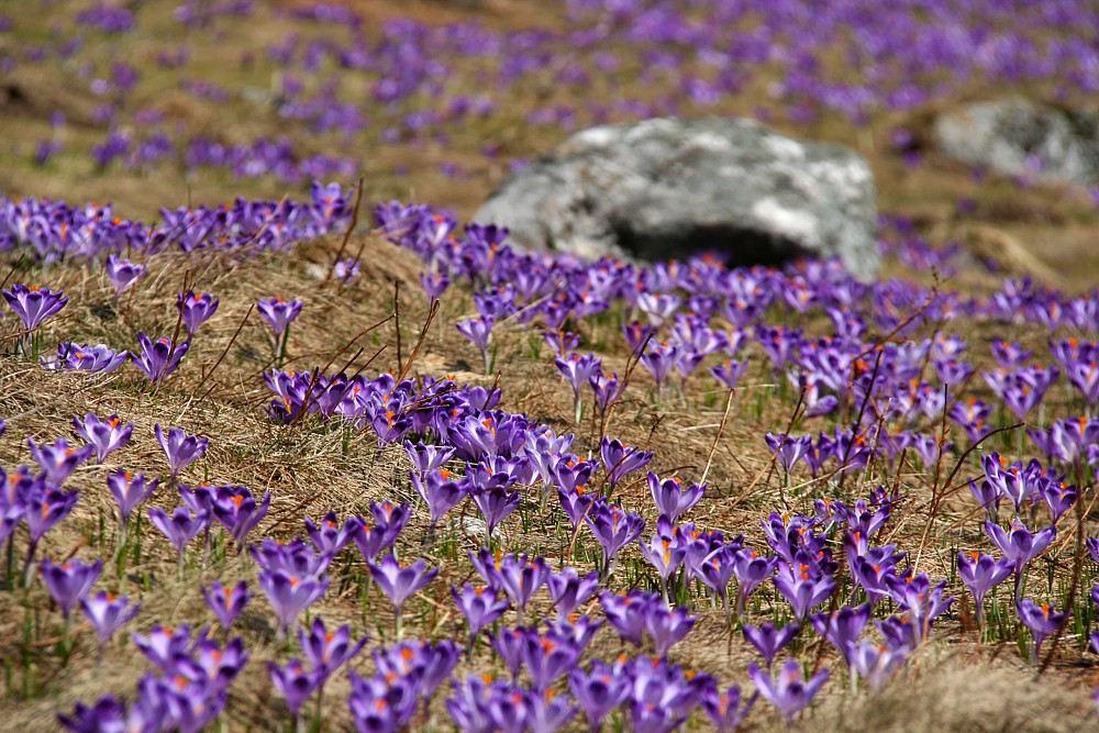 Krokusy
Szafran spiski
[i]Crocus scepusiensis[/i]
Dolina Chochołowska, Tatry 2013
