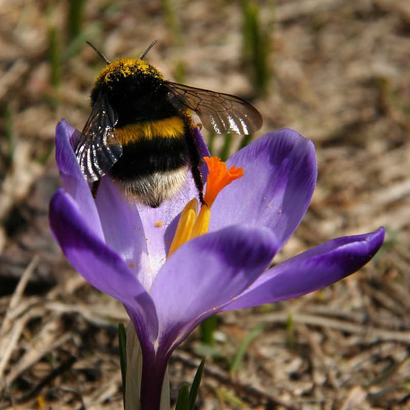 Trzmiel ziemny
[i]Bombus terrestris[/i]
Dolina Chochołowska, Tatry 2013
