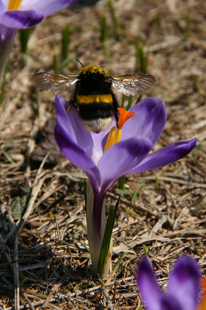 Trzmiel ziemny
[i]Bombus terrestris[/i]
Dolina Chochołowska, Tatry 2013
