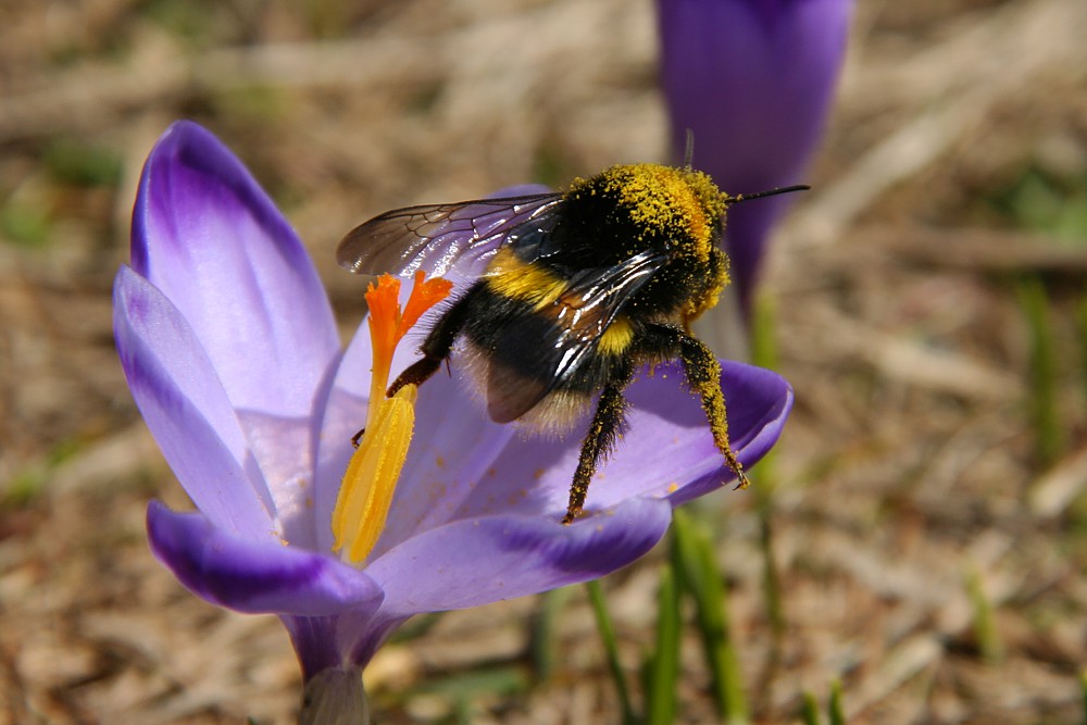 Trzmiel ziemny
[i]Bombus terrestris[/i]
Dolina Chochołowska, Tatry 2013
