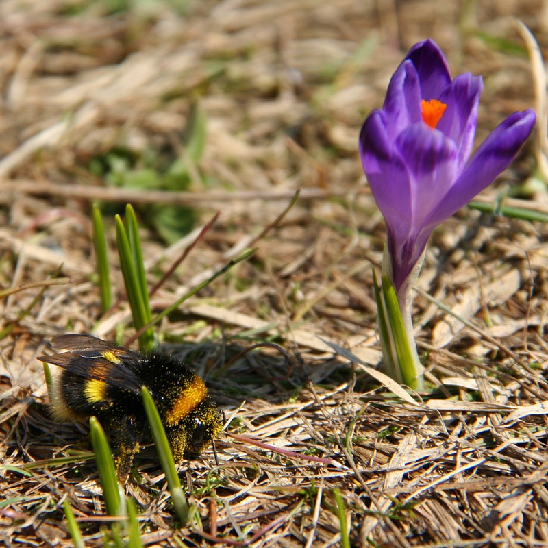Trzmiel ziemny
[i]Bombus terrestris[/i]
Dolina Chochołowska, Tatry 2013
