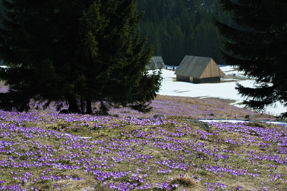 Dolina Chochołowska
Tatry 2013
