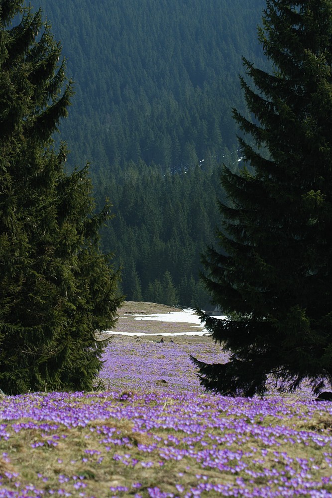 Dolina Chochołowska
Tatry 2013
