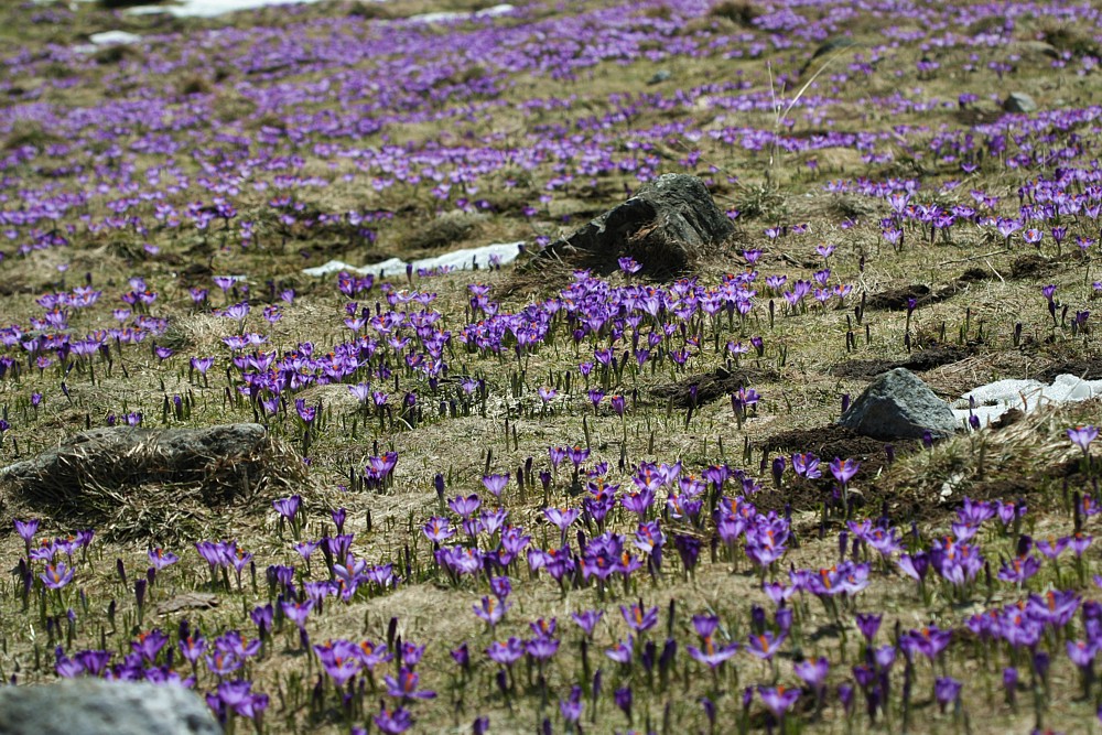 Dolina Chochołowska
Tatry 2013
