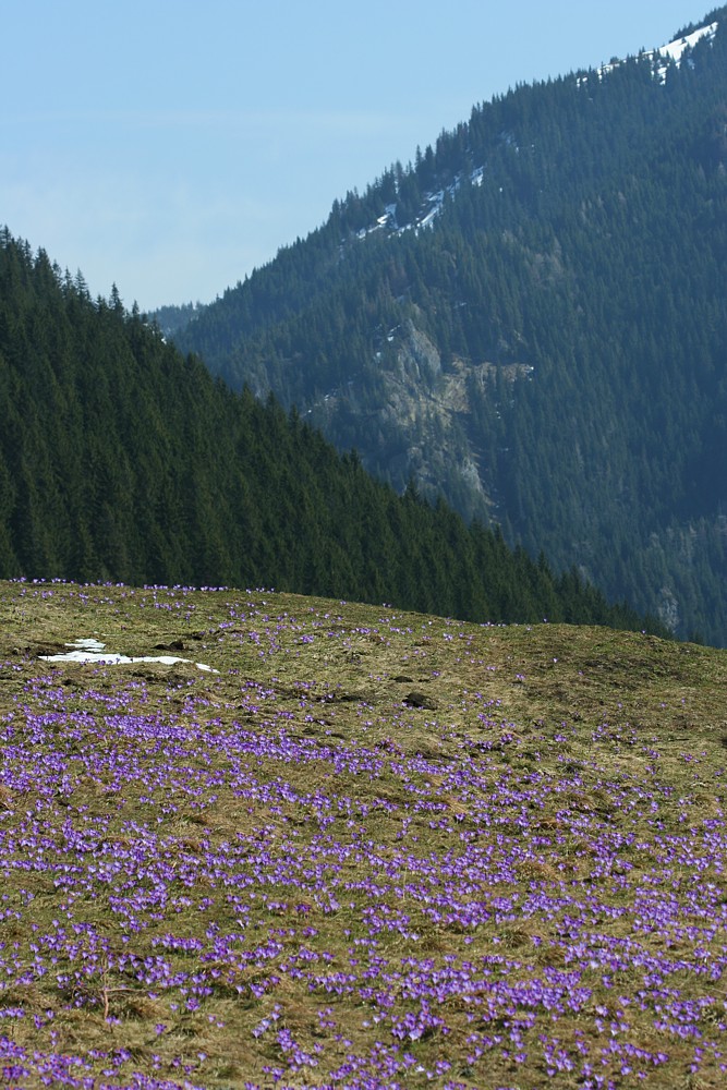 Dolina Chochołowska
Tatry 2013
