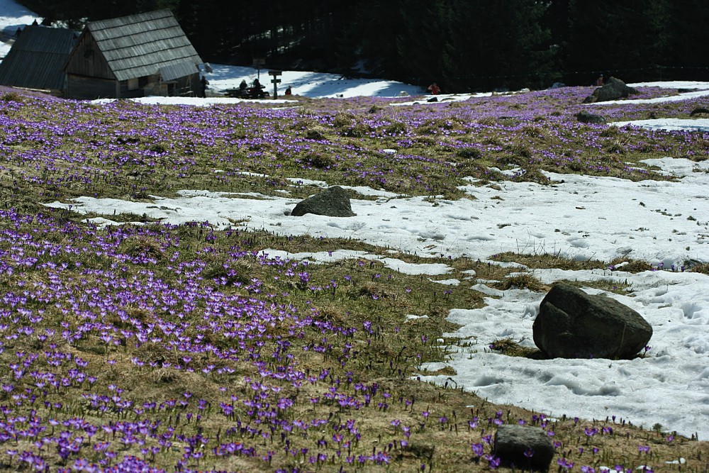 Dolina Chochołowska
Tatry 2013
