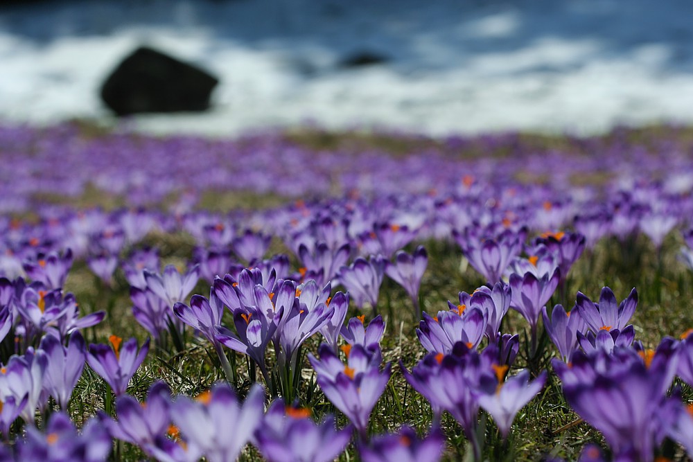 Dolina Chochołowska
Tatry 2013

