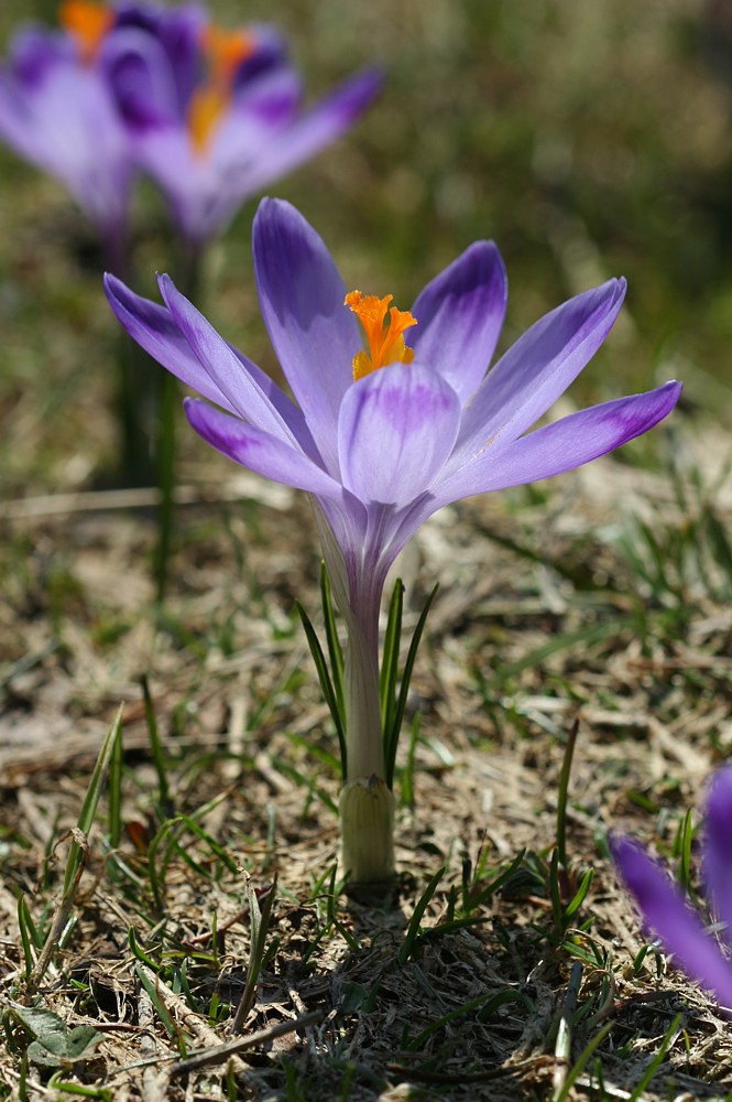 Krokus, szafran spiski
[i]Crocus scepusiensis [/i]
Dolina Chochołowska, Tatry 2013
