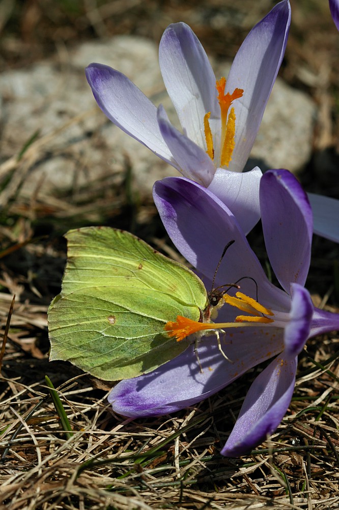 Listkowiec cytrynek
[i]Gonepteryx rhamni[/i]
Dolina Chochołowska, Tatry 2013
