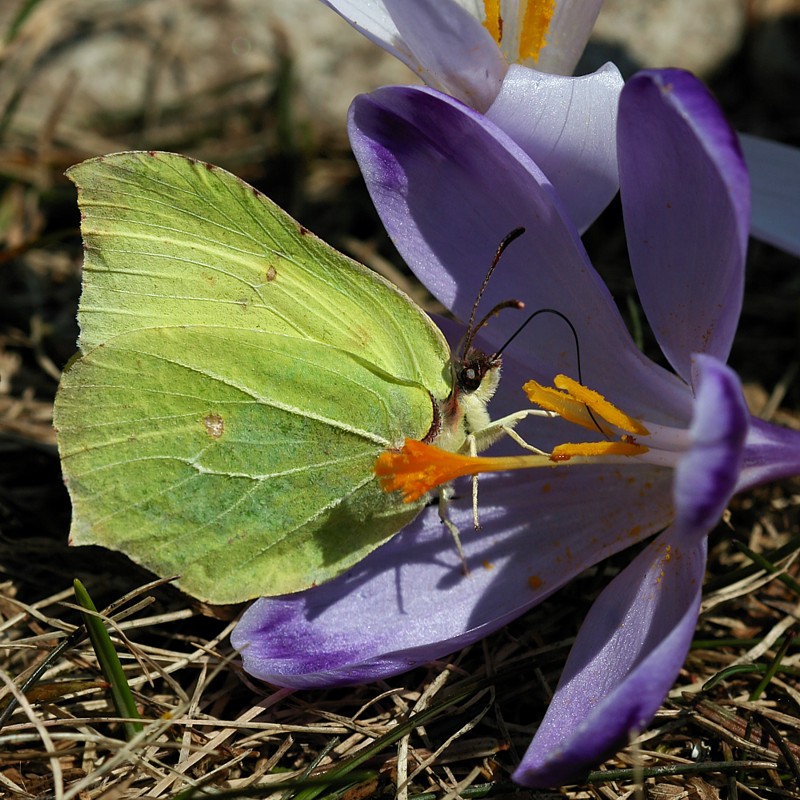 Listkowiec cytrynek
[i]Gonepteryx rhamni[/i]
Dolina Chochołowska, Tatry 2013

