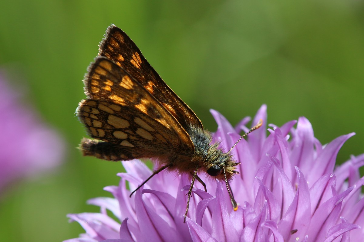 Kosternik palemon
[i]Carterocephalus palaemon[/i]
Słowa kluczowe: owad,pomarańczowy,motyl