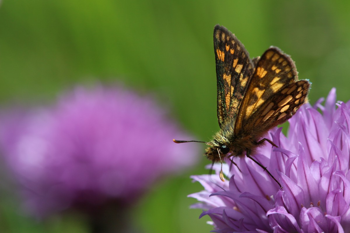 Kosternik palemon
[i]Carterocephalus palaemon[/i]
Słowa kluczowe: owad,pomarańczowy,motyl