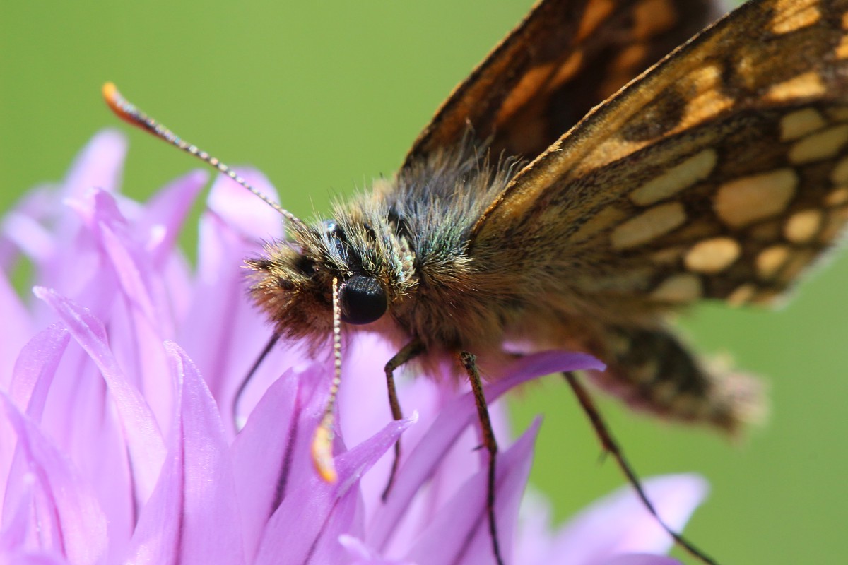 Kosternik palemon
[i]Carterocephalus palaemon[/i]
Słowa kluczowe: owad,pomarańczowy,motyl