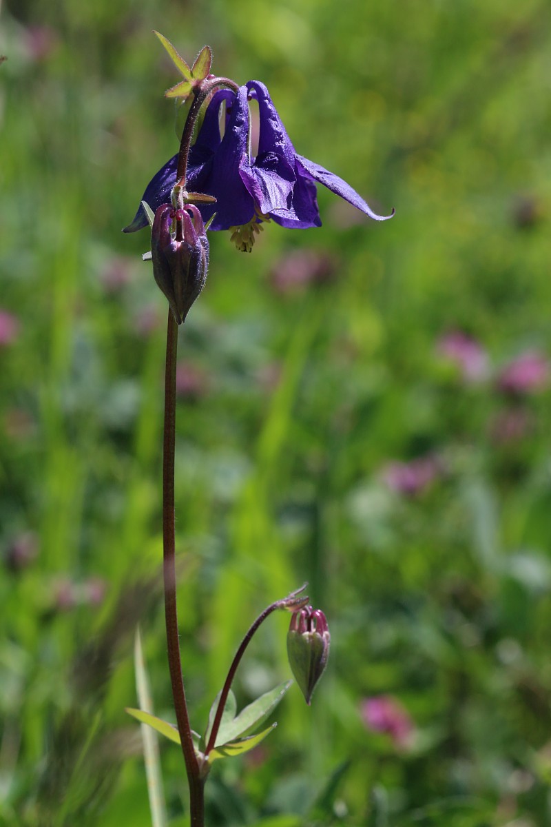 Orlik pospolity
[i]Aquilegia vulgaris[/i]
Słowa kluczowe: kwiat,niebieski,zielony