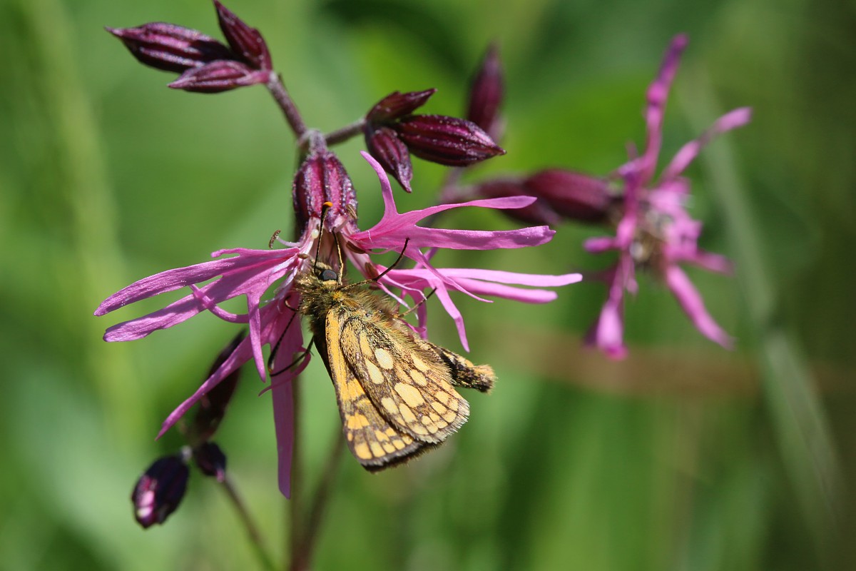 Kosternik palemon i firletka poszarpana
[i]Carterocephalus palaemon[/i]
[i]Silene flos-cuculi[/i]
Słowa kluczowe: owad,pomarańczowy,motyl