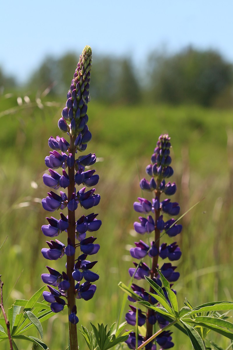 Łubin trwały
[i]Lupinus polyphyllus[/i]
Słowa kluczowe: kwiat,niebieski,fioletowy