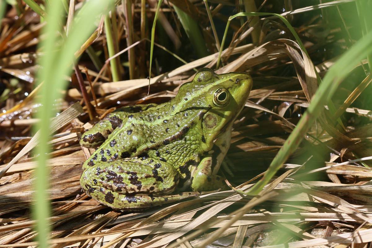 Żaba
[i]Pelophylax sp., syn. Rana sp.[/i]
Słowa kluczowe: żaba,zielony,płaz