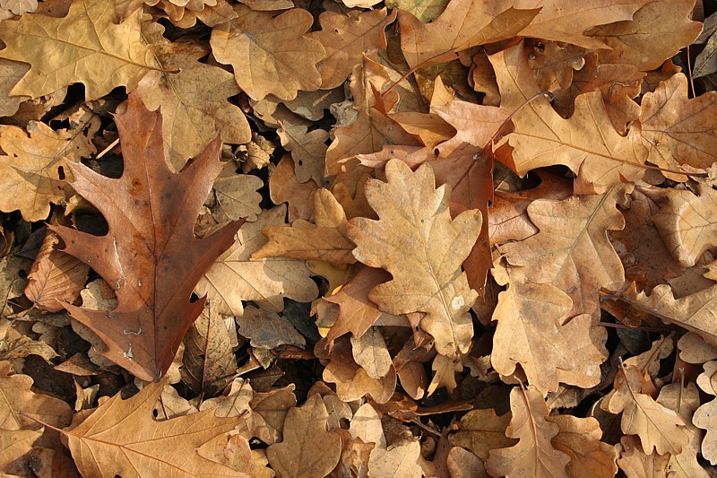 liście
Słowa kluczowe: liść,jesień