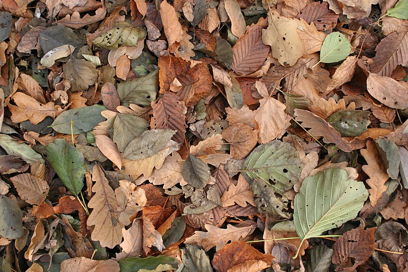liście
Słowa kluczowe: liść,jesień