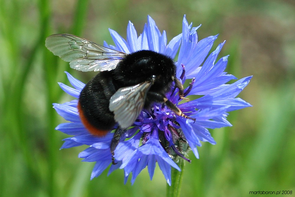 Trzmiel kamiennik na chabrze bławatku
[i]Bombus lapidarius et Centaurea cyanus[/i]
Słowa kluczowe: owad,niebieski