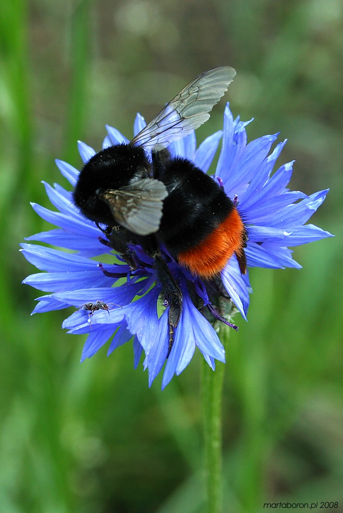 Trzmiel kamiennik na chabrze bławatku
[i]Bombus lapidarius et Centaurea cyanus[/i]
z mrówą
Słowa kluczowe: owad,niebieski